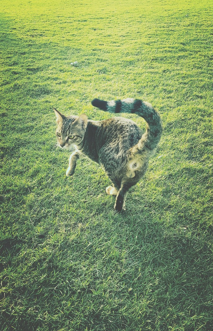 cat is soo funny