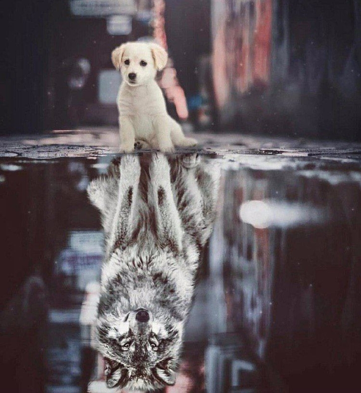 dog