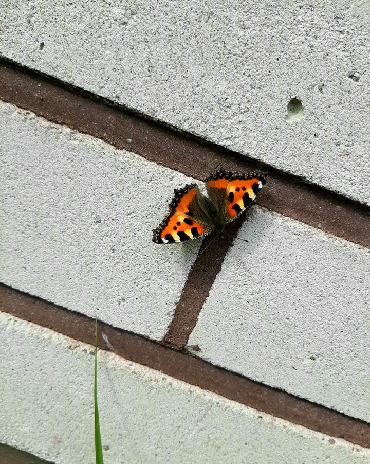 Butterfly :)