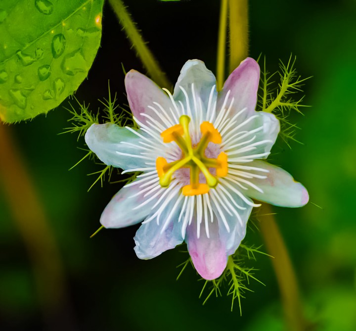 Flower,