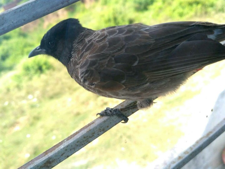 Birdie.