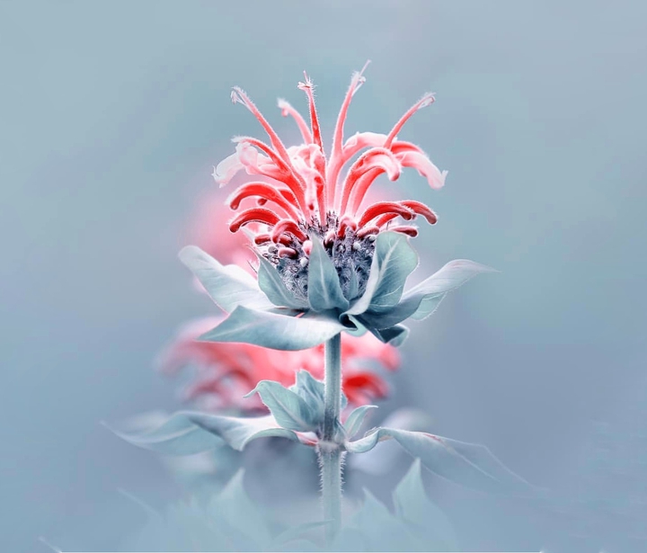 blossom