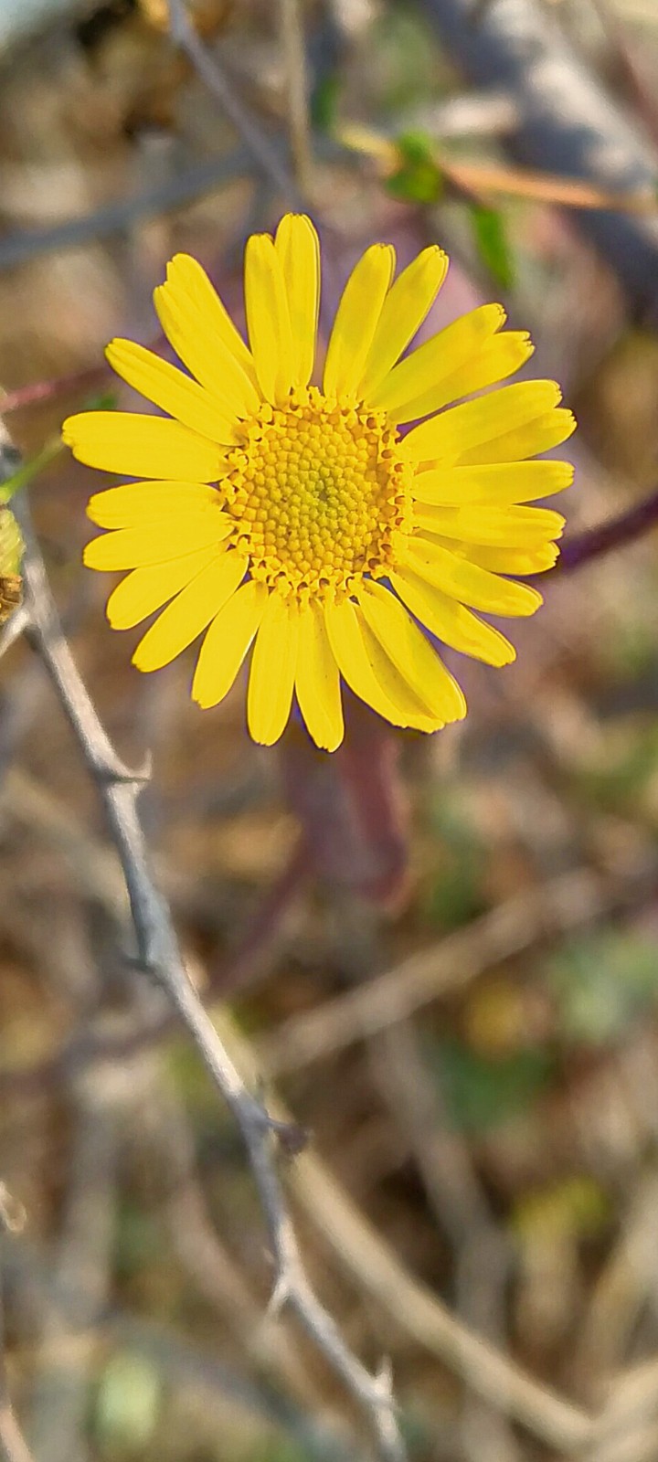 Nature flower ?