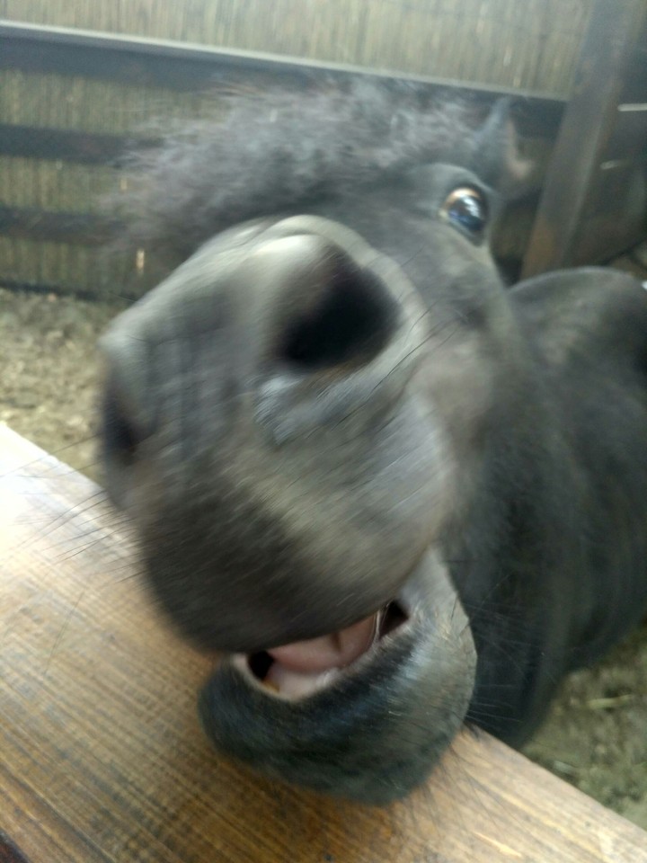 horse