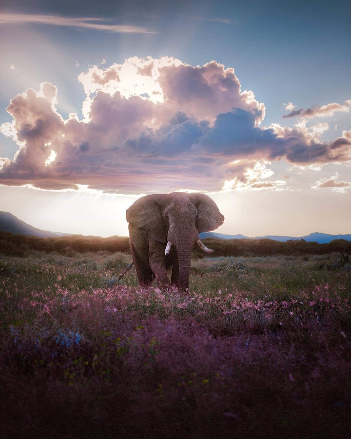 elephants