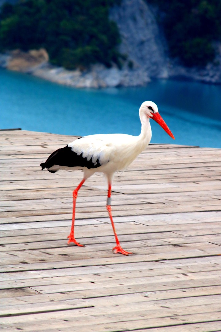 cigogne