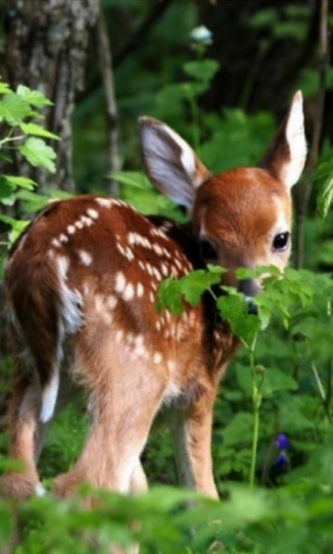 bébé animal
