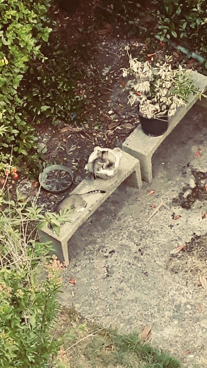 cat