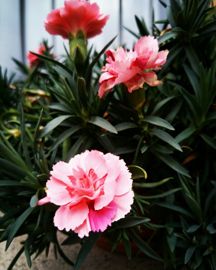 pink