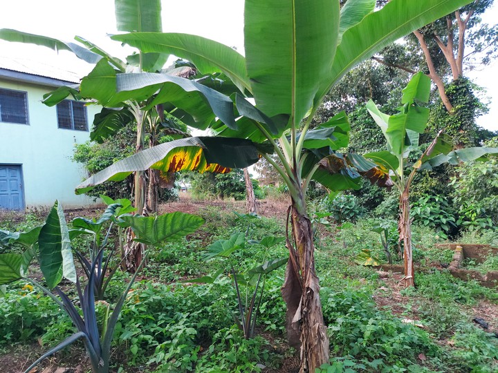 small garden