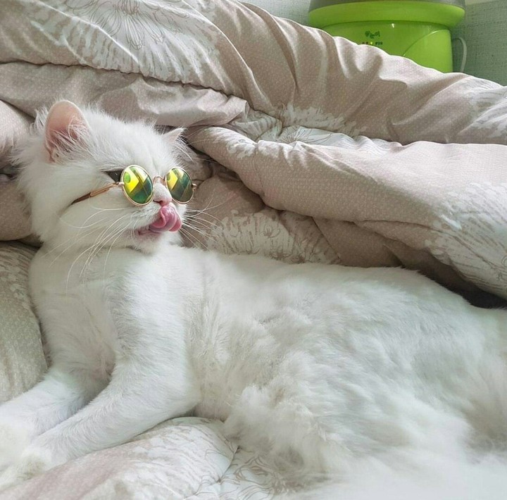 кот в очках