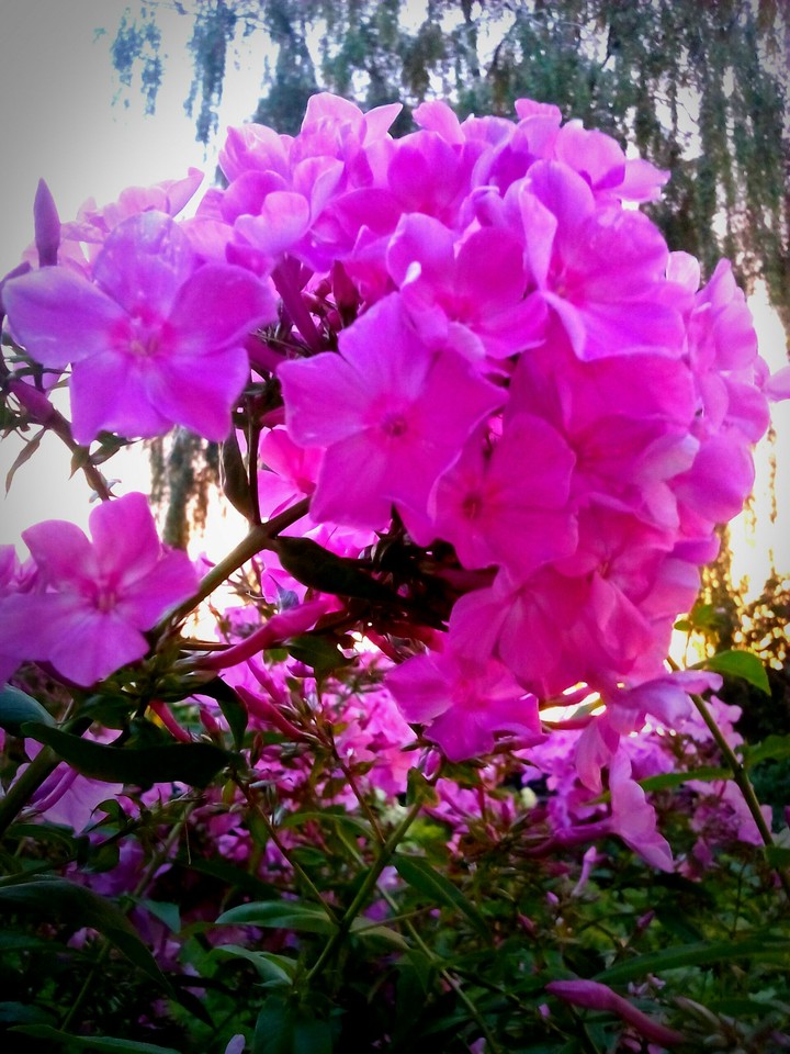 beautiful plant