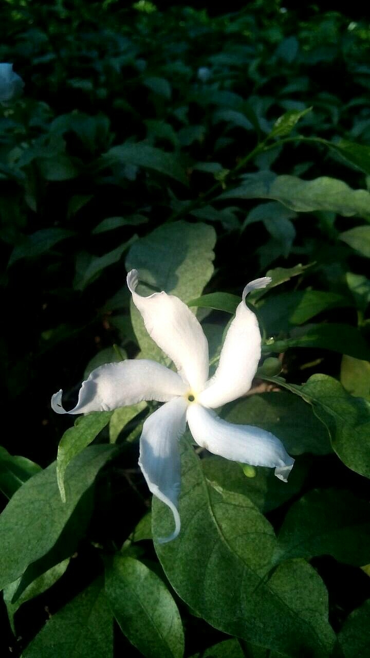 Beautiful Flower