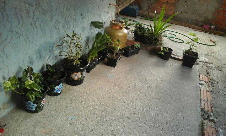 as plantas