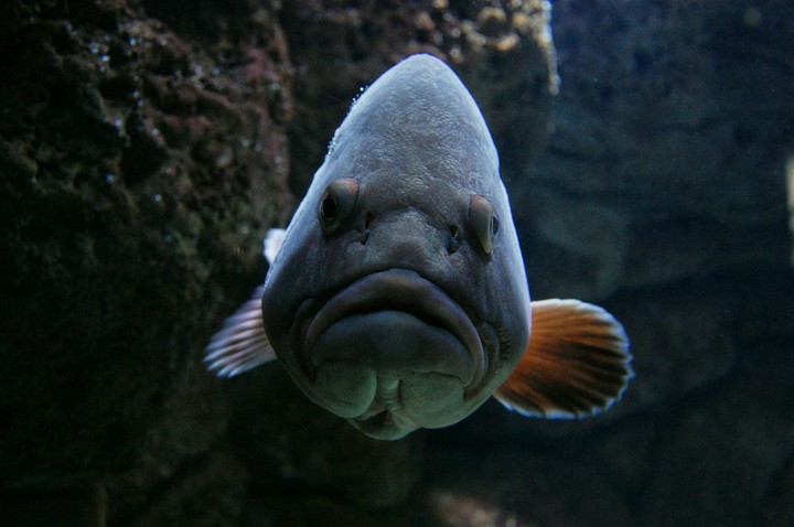 Aquarium life