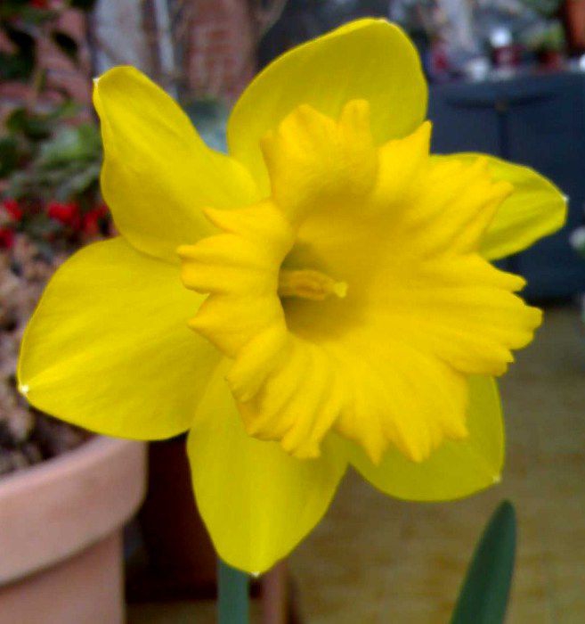 Yellow narciso.