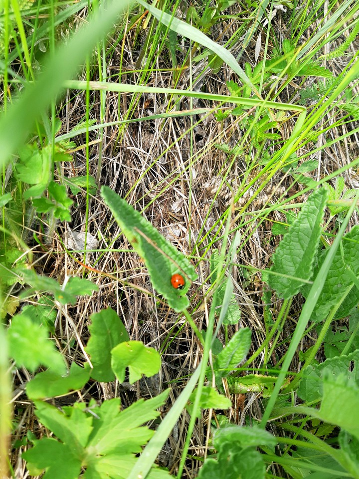 hello little ladybug