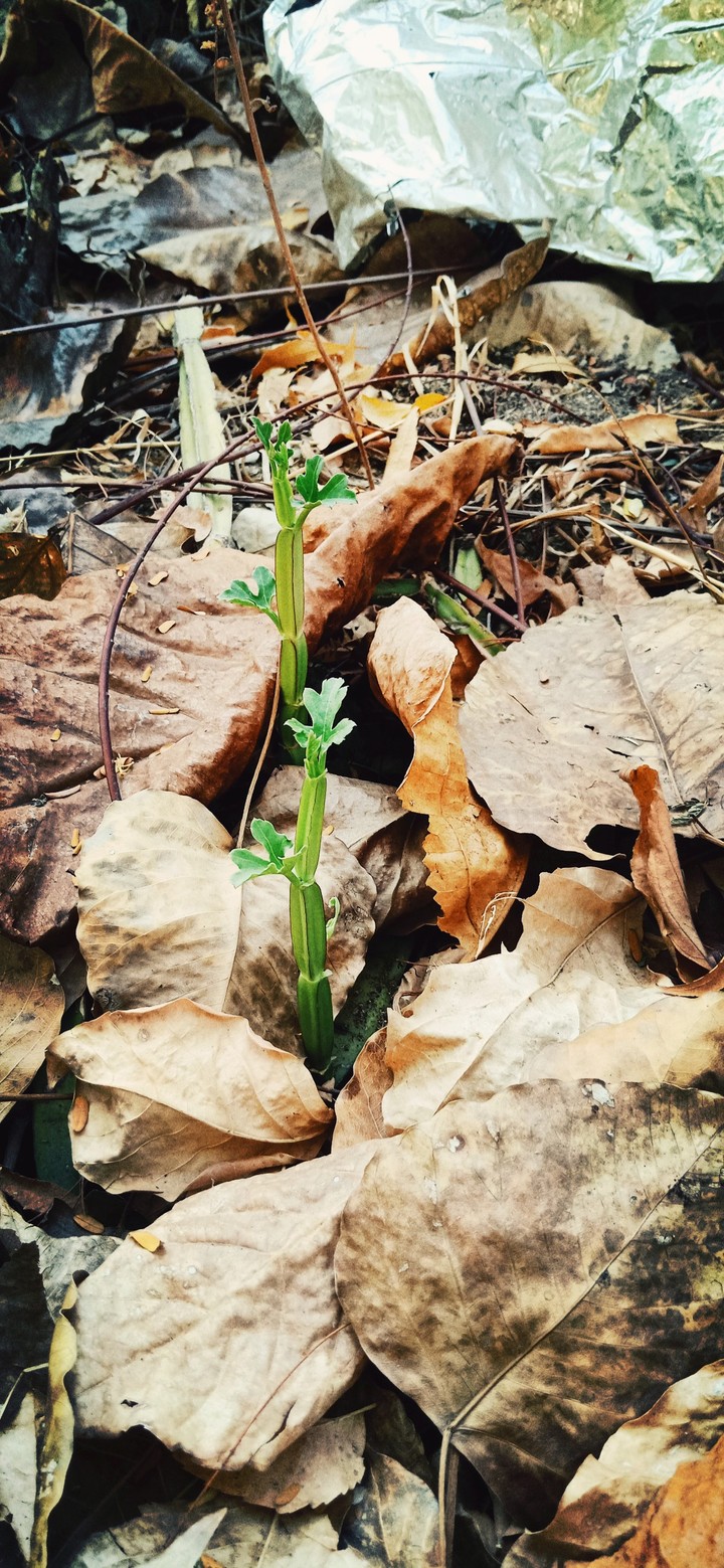 Cissus quandrangularis