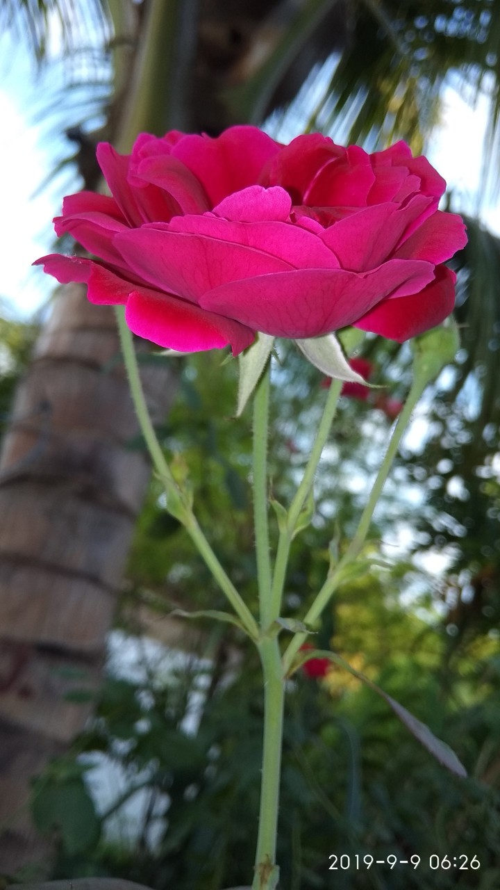 rose
