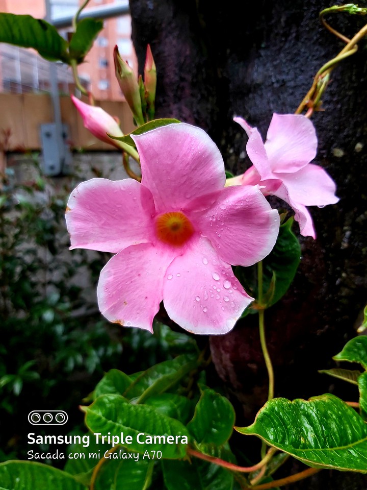 BEAUTIFUL FLOWER