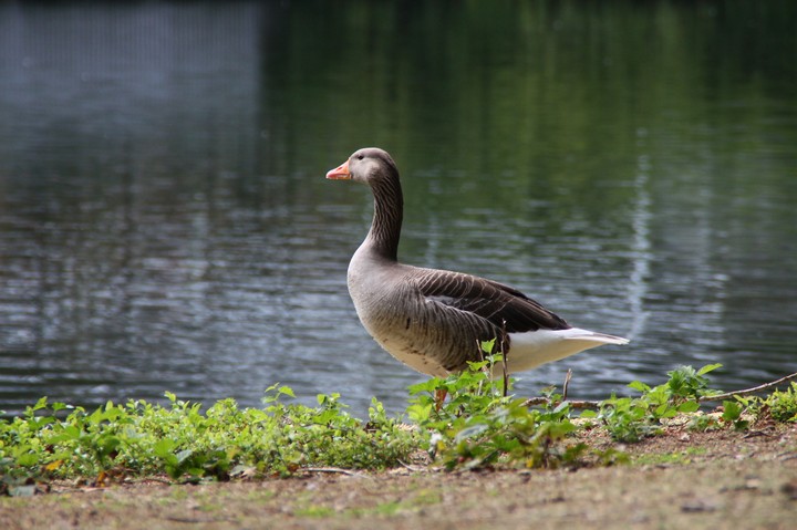 Goose