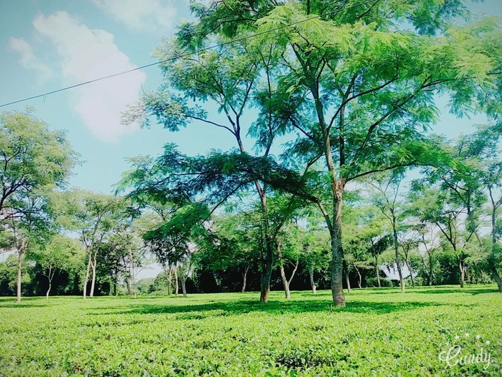 Beauty of nature(way of rishop)
