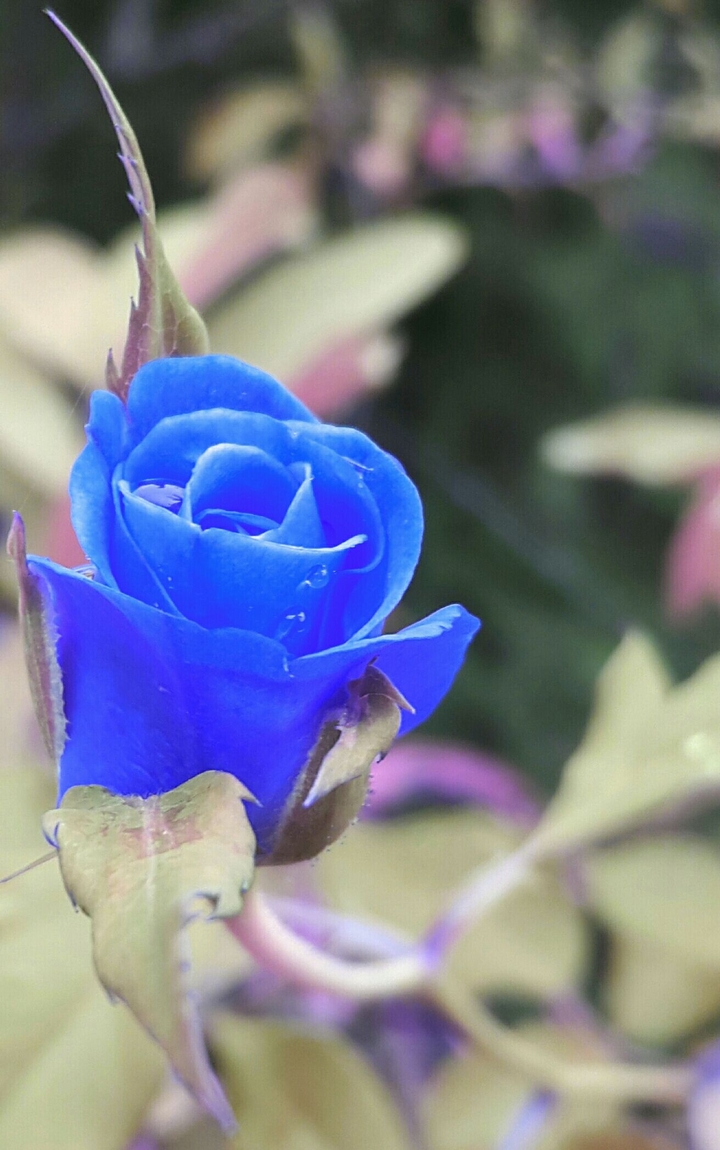 blue roses