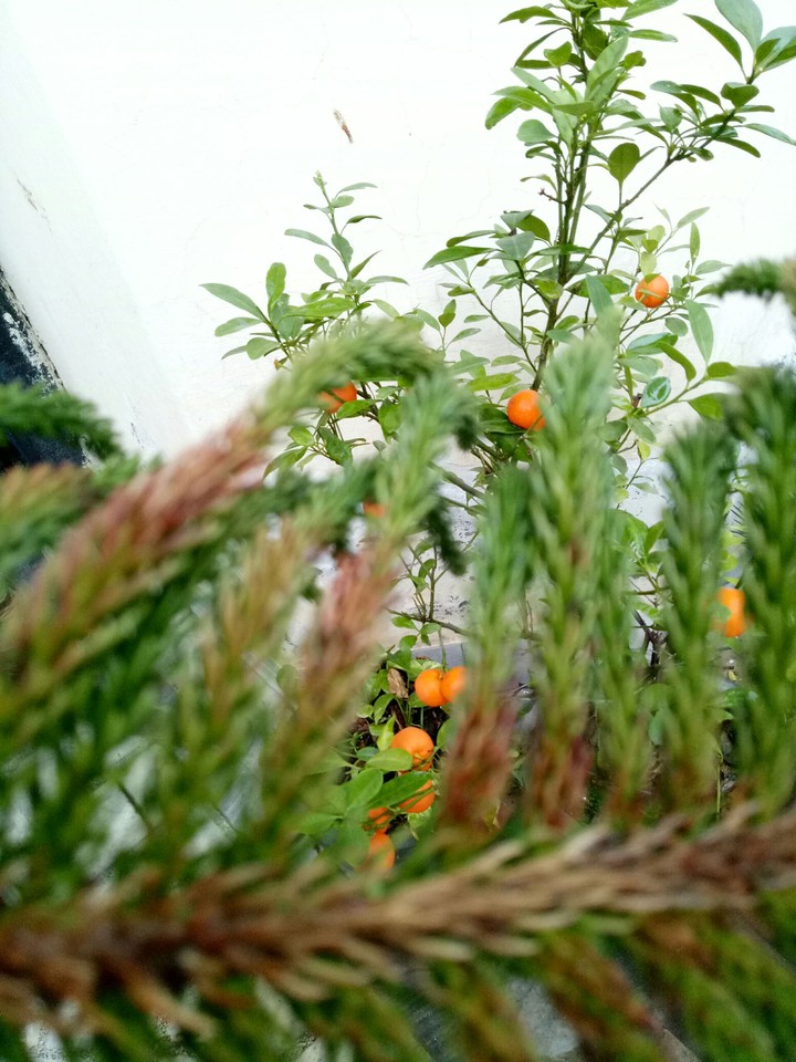 natures owness