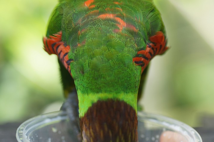 Rainbow lorikeet
