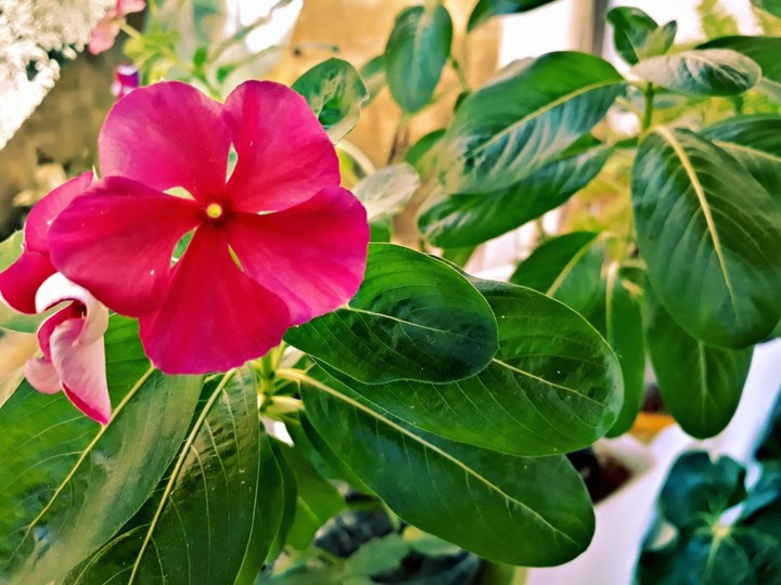 Rosa