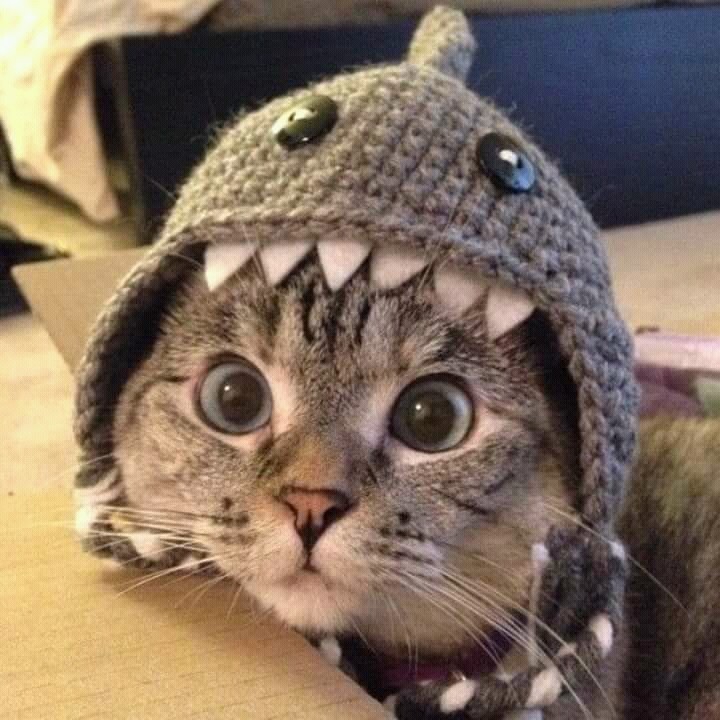 fofo