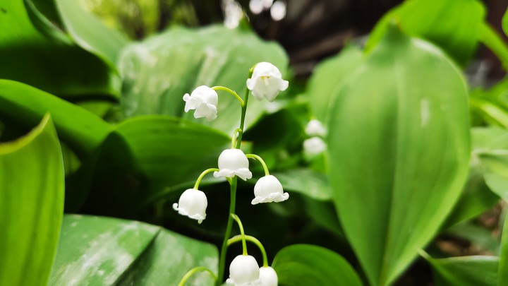 may lily