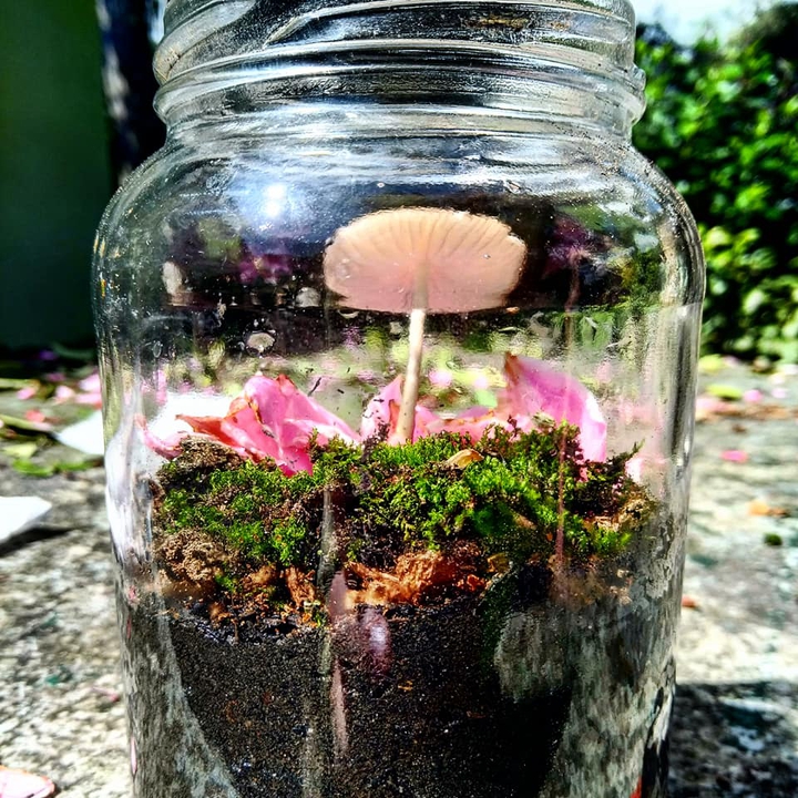 Mushroom