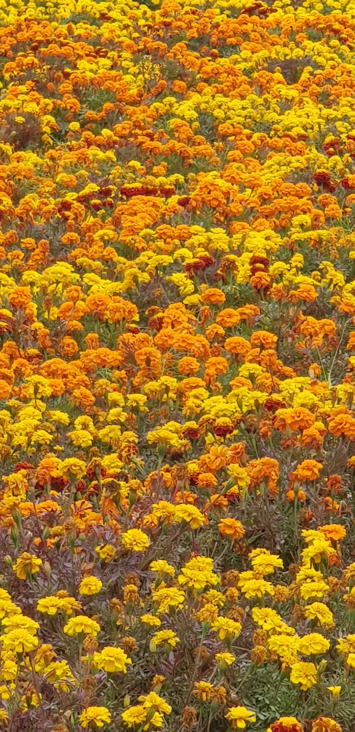 flowers lady