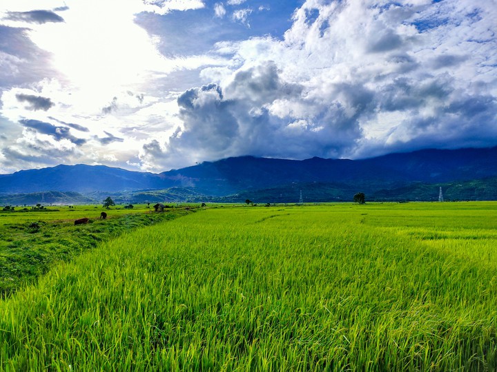 Paddy field