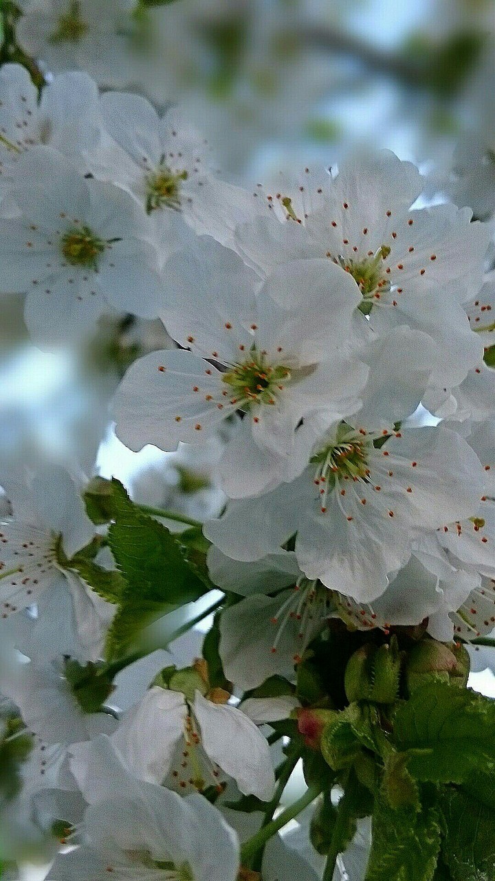Kirschblüten