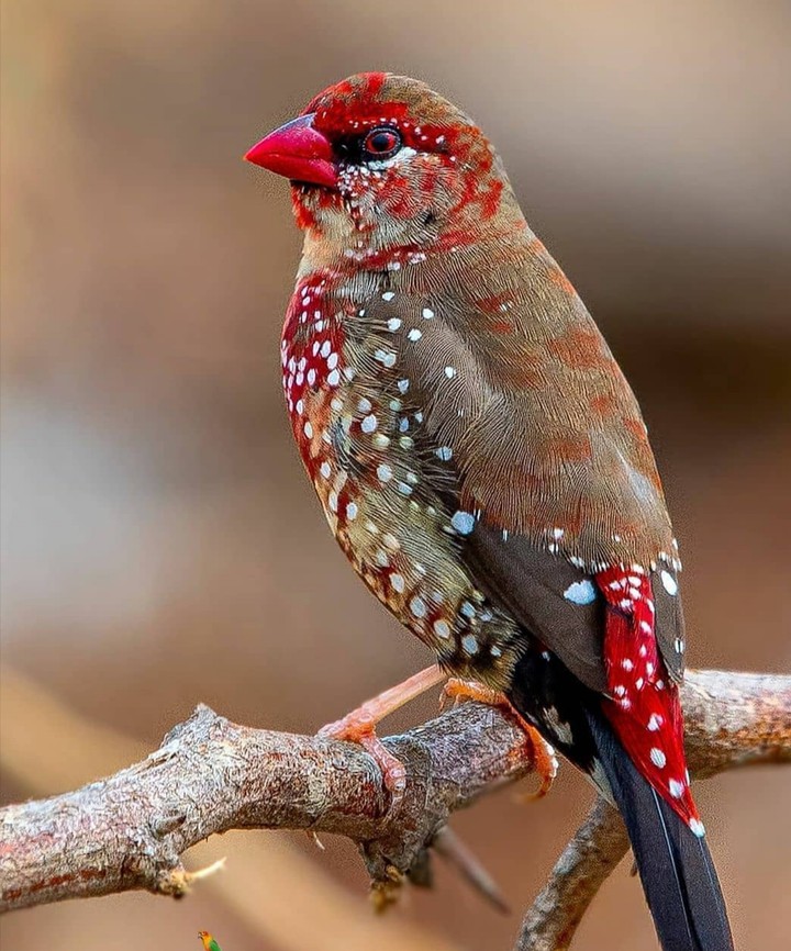 cute bird