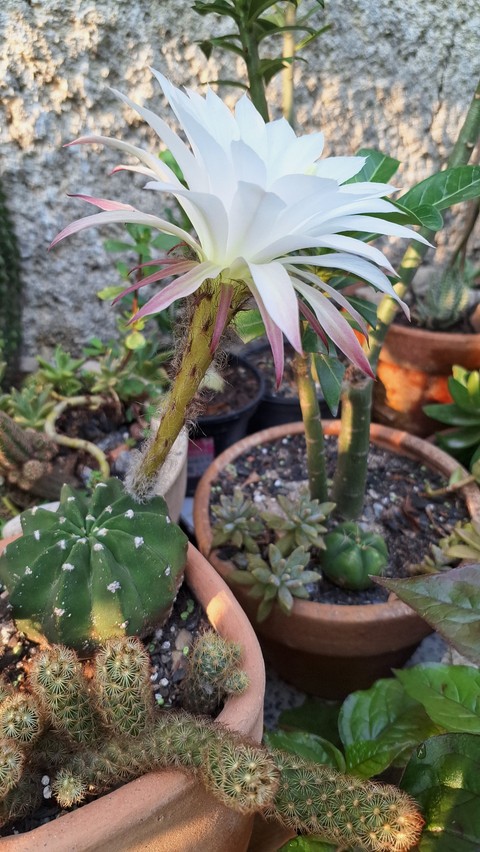 꽃잎, 식물 배경화면