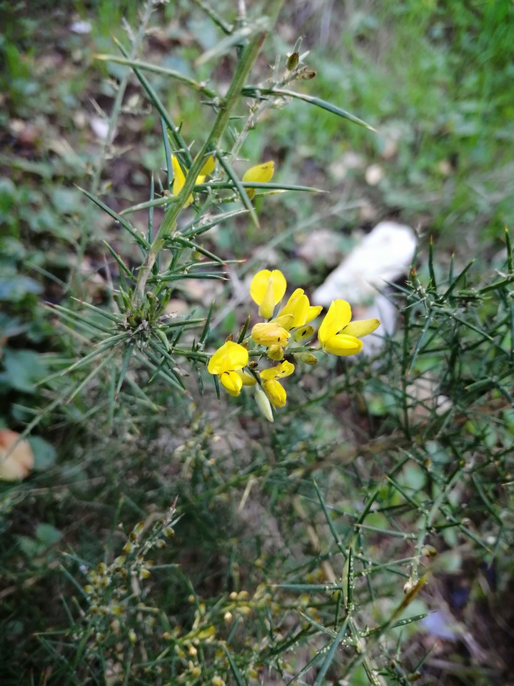 yellow Blossom