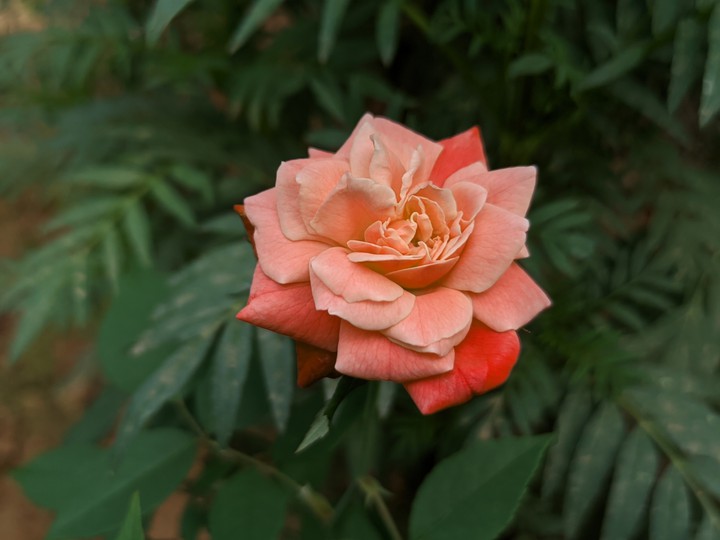 orange rose
