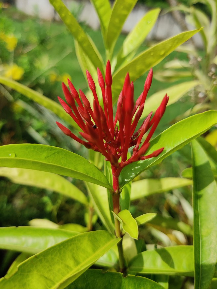 BUD