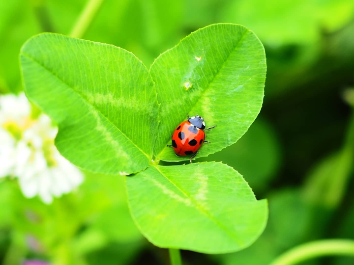 Ladybug