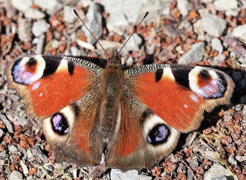 pollinator, Close-up वॉलपेपर
