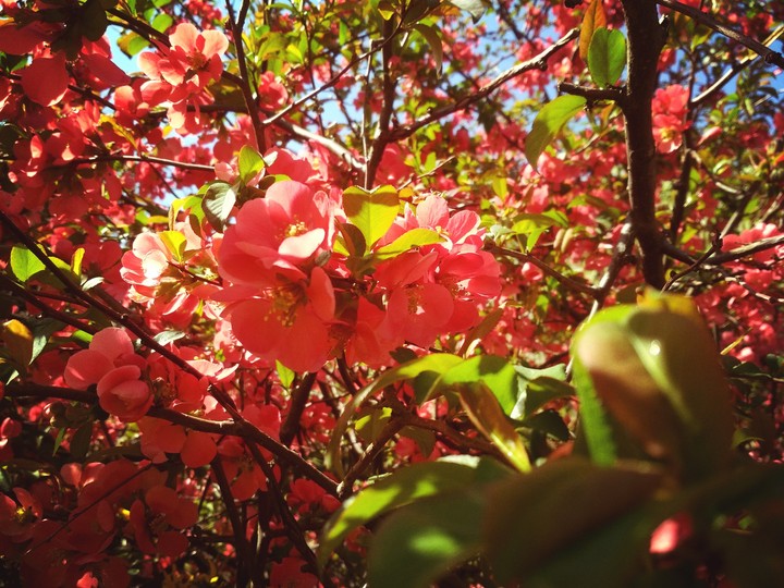 Bush with red flovers at garden / Куст с красными цветками