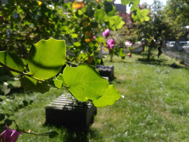 nature.