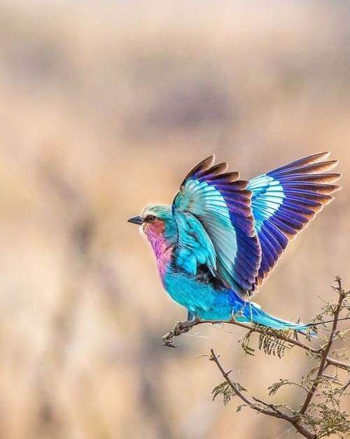 Bird