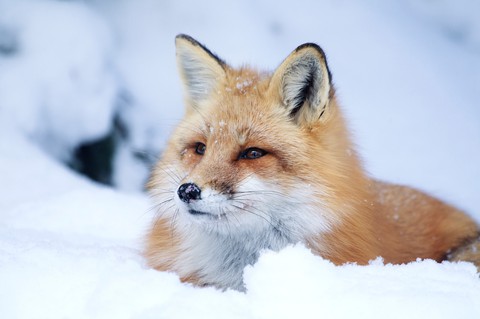 Fox