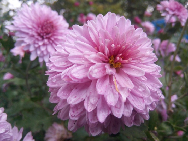 flowers