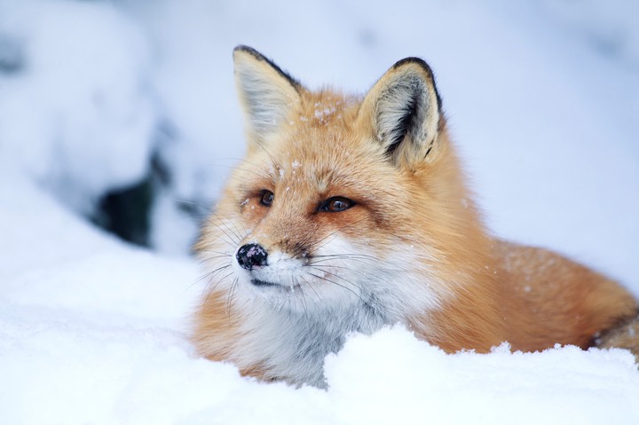 Fox