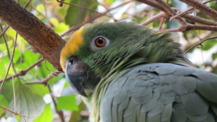 bird